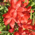 /album/galerie-de-photos-plantes-bouquet-coupe/schizostylis-major-jpg1/